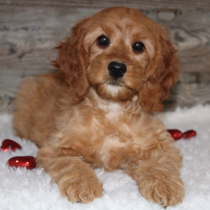 Cockapoo Puppy Trish