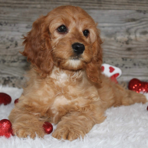 Cockapoo Puppy Trish