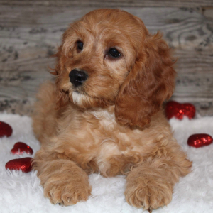 Cockapoo Puppy Trish