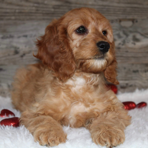 Cockapoo Puppy Trish