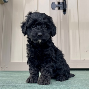 Goldendoodle Puppy Freddy