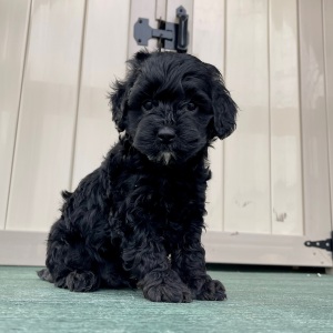 Goldendoodle Puppy Freddy
