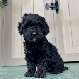Goldendoodle Puppy Freddy