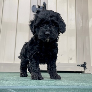 Goldendoodle Puppy Freddy