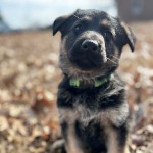 German Shepherd Dog Puppy Chip