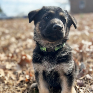 German Shepherd Dog Puppy Chip