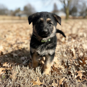 German Shepherd Dog Puppy Chip