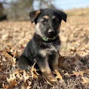 German Shepherd Dog Puppy Chip