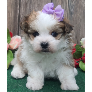 Morkie Puppy Cassie