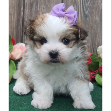 Morkie Puppy Cassie