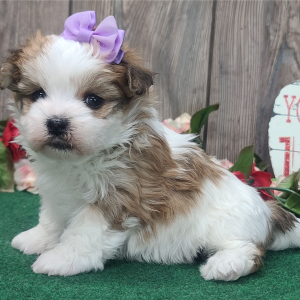 Morkie Puppy Cassie
