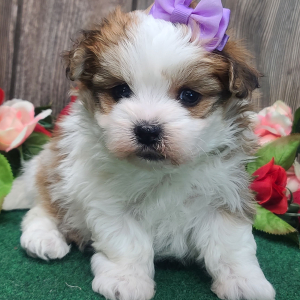 Morkie Puppy Cassie