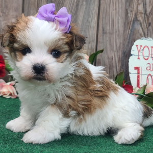 Morkie Puppy Cassie