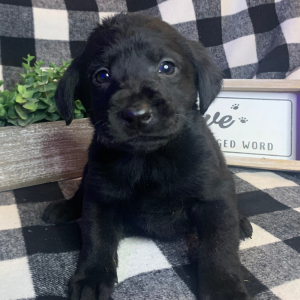 Labrador Retriever Puppy Paris