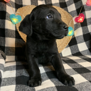 Labrador Retriever Puppy Paris