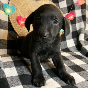 Labrador Retriever Puppy Paris