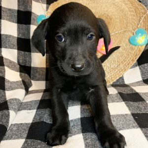 Labrador Retriever Puppy Paris