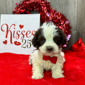 Havanese Puppy Alex