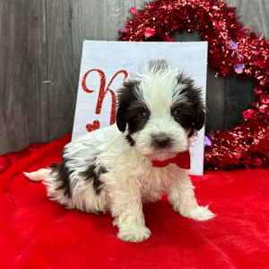 Havanese Puppy Alex