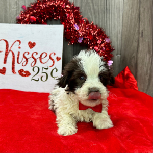 Havanese Puppy Alex