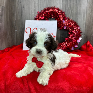Havanese Puppy Alex