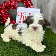 Havanese Puppy Alex