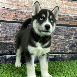 Siberian Husky Puppy Trey