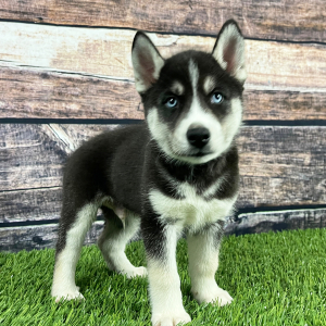 Siberian Husky Puppy Trey