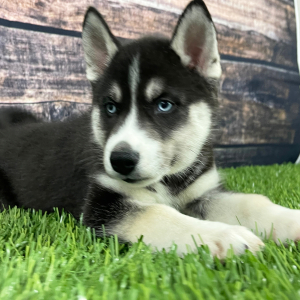 Siberian Husky Puppy Trey