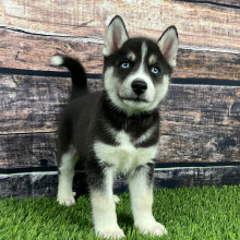 Siberian Husky Puppy Trey
