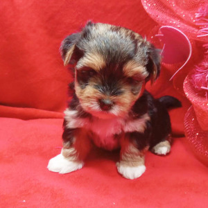 Biewer Terrier Puppy Teddy