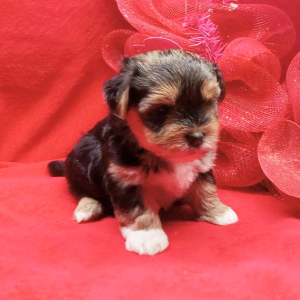 Biewer Terrier Puppy Teddy