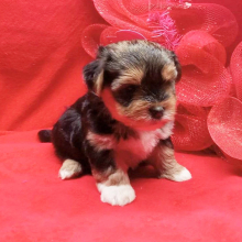 Biewer Terrier Puppy Teddy