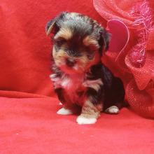 Biewer Terrier Puppy Teddy