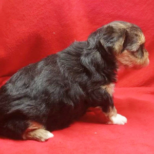 Biewer Terrier Puppy Teddy