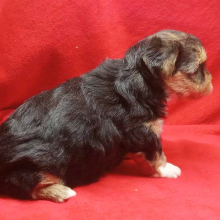Biewer Terrier Puppy Teddy