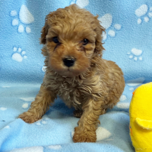 Poodle Puppy Reed