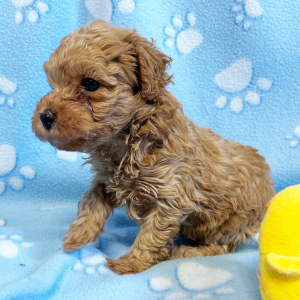 Poodle Puppy Reed