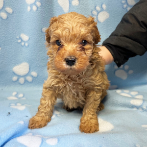 Poodle Puppy Reed