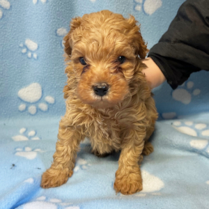Poodle Puppy Reed