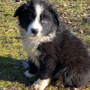 Australian Shepherd Puppy Gator One Two