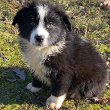 Australian Shepherd Puppy Gator One Two