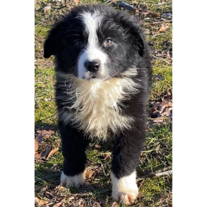 Australian Shepherd Puppy Gator One Two