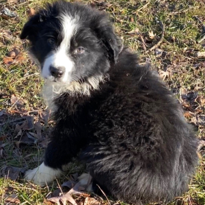 Australian Shepherd Puppy Gator One Two