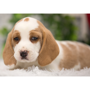 Beagle Puppy Hank