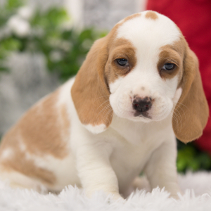Beagle Puppy Hank