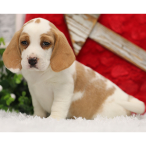 Beagle Puppy Hank