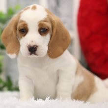 Beagle Puppy Hank