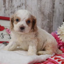 Cockapoo Puppy Lil Man