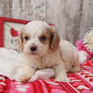 Cockapoo Puppy Lil Man